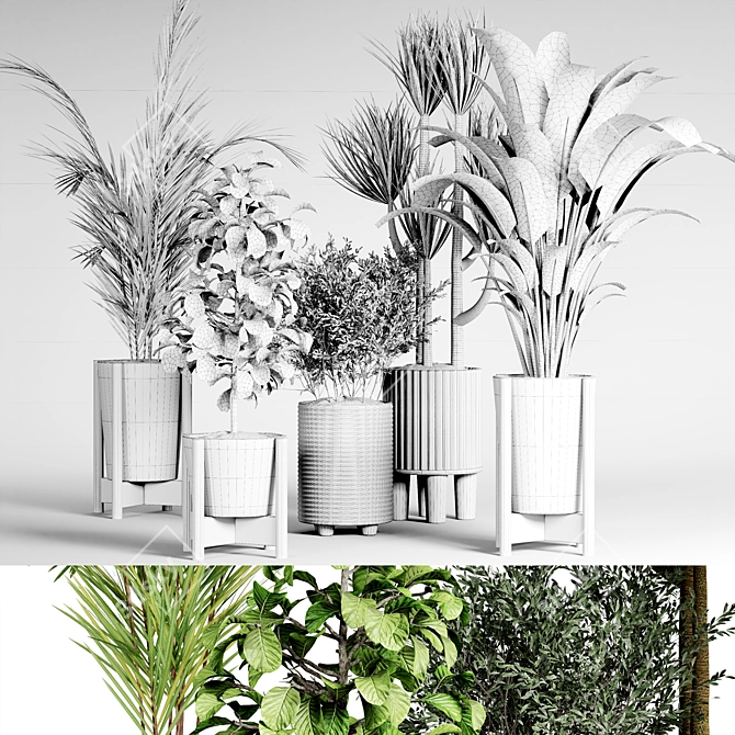 Indoor Plant Collection 3D model image 6