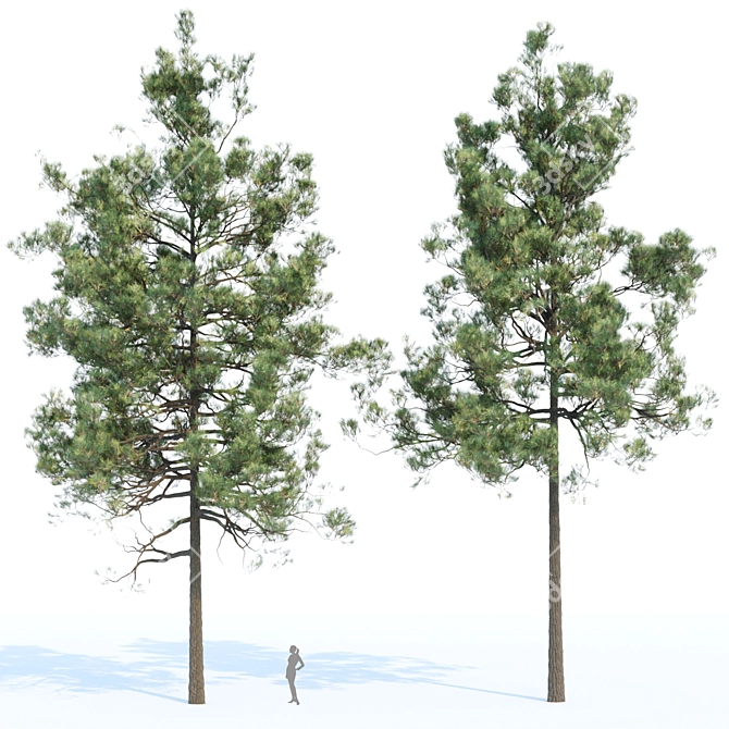 Evergreen Pine Trees Collection Vol. 11 3D model image 3