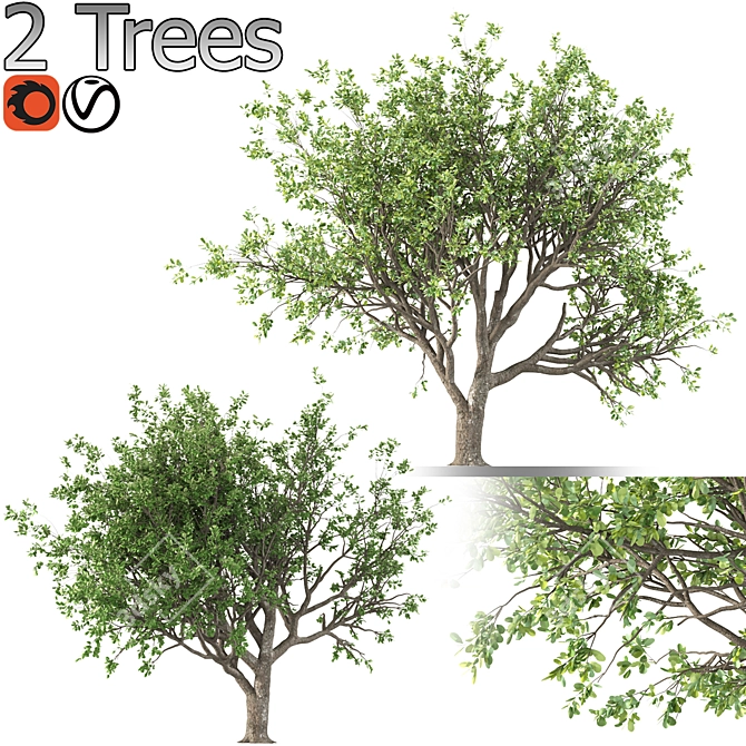 Tang Dynasty Loquat Tree Set 3D model image 1