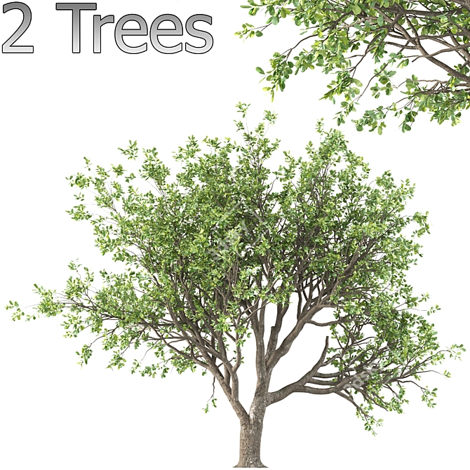 Tang Dynasty Loquat Tree Set 3D model image 2