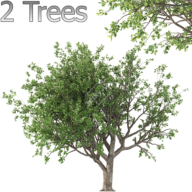 Tang Dynasty Loquat Tree Set 3D model image 3