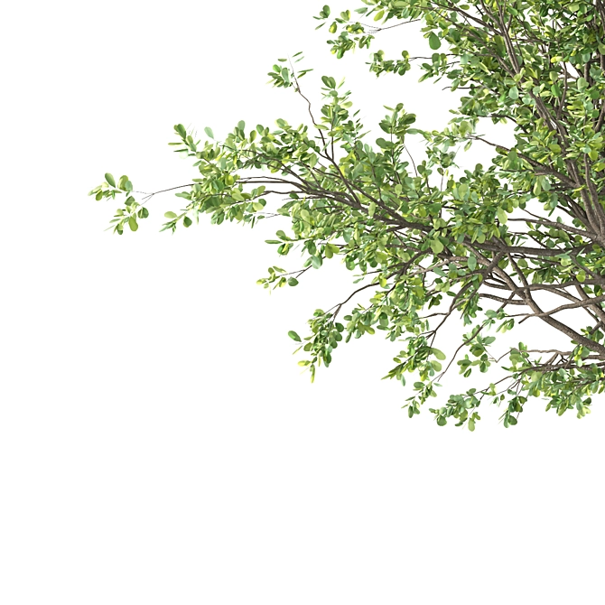 Tang Dynasty Loquat Tree Set 3D model image 4