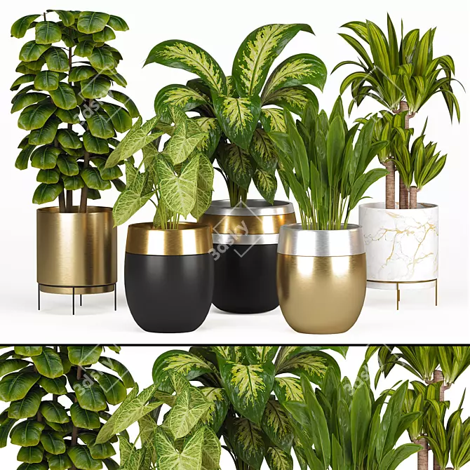 Indoor Plant Collection: Syngonium, Rubber Fig, Dieffenbachia, Dracaena, Aspidistra 3D model image 1