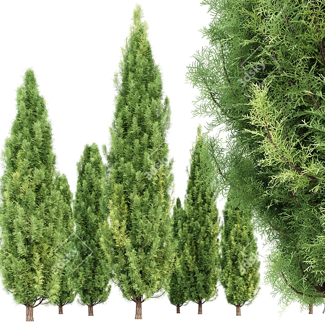 Real Trees Pack: Rocky Mountain, Chinensis Spartan, Taylor, Mediterranean Cypress 3D model image 3