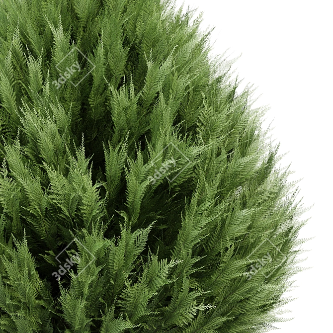 Real Trees Pack: Rocky Mountain, Chinensis Spartan, Taylor, Mediterranean Cypress 3D model image 4