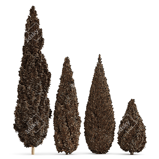 Real Trees Pack: Rocky Mountain, Chinensis Spartan, Taylor, Mediterranean Cypress 3D model image 5