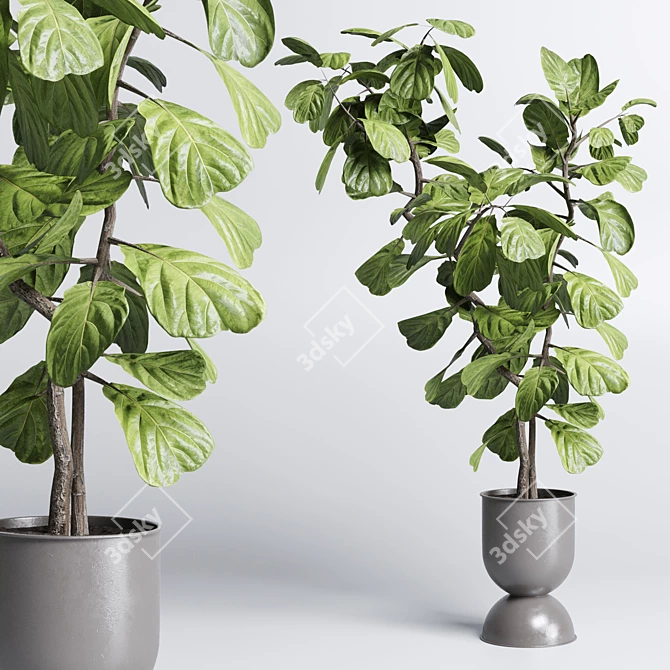 Natural Greenery Collection: Ficus Rubber Tree Pot 3D model image 5