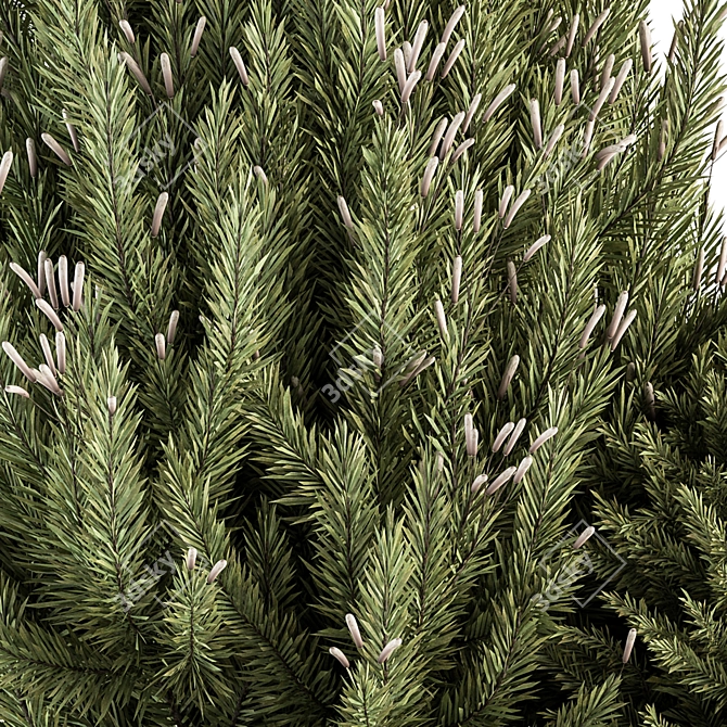 Pine Bush & Tree Set: Outdoor Greenery 3D model image 2