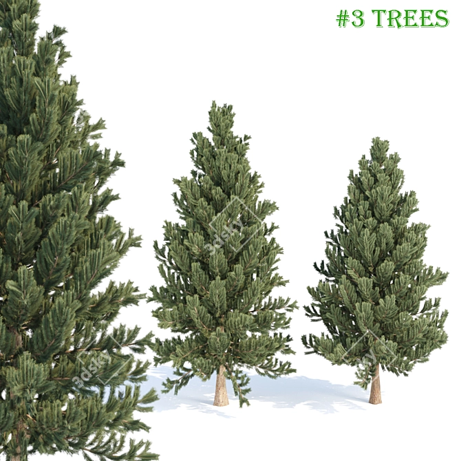 Evergreen Pine Tree Collection 3D model image 1