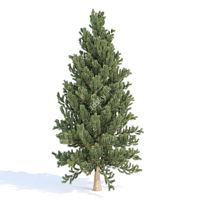 Evergreen Pine Tree Collection 3D model image 2