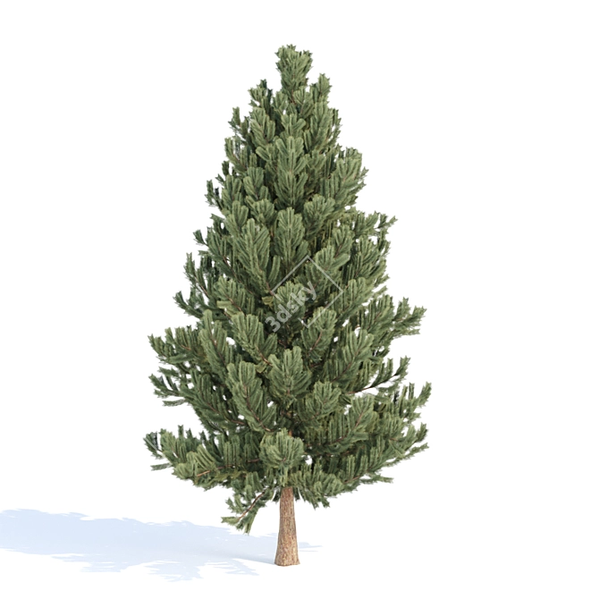 Evergreen Pine Tree Collection 3D model image 3