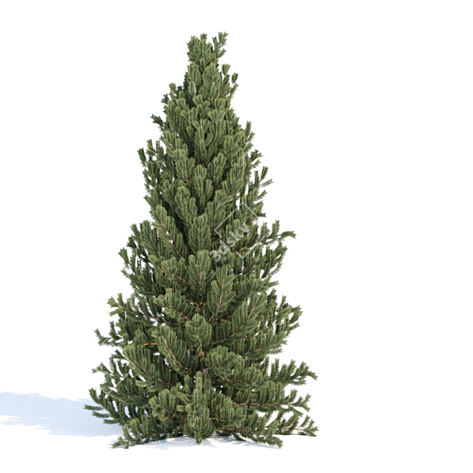 Evergreen Pine Tree Collection 3D model image 4