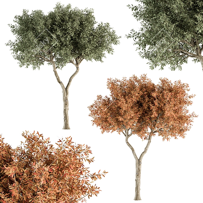 Broadleaf Tree Set - Spring, Fall, Green 3D model image 1