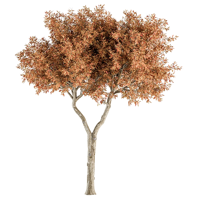 Broadleaf Tree Set - Spring, Fall, Green 3D model image 3