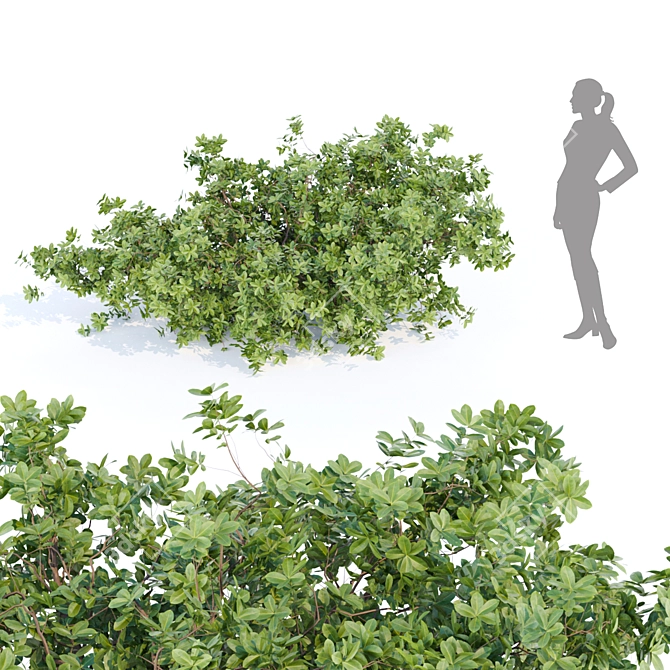 Nature's Oasis: Outdoor Bush Collection 3D model image 5