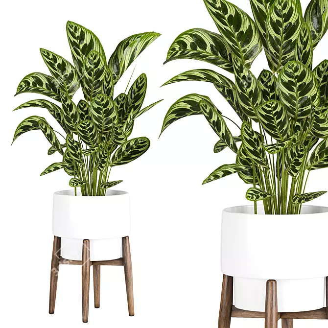 Modern Indoor Plant Collection 3D model image 3