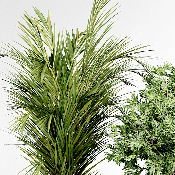 Indoor Plant Collection: 36 Varieties 3D model image 5