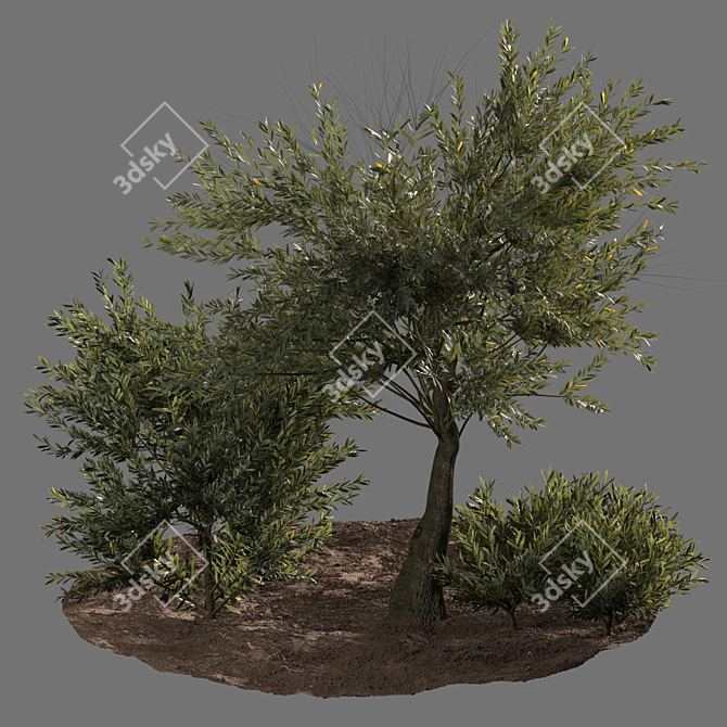 Evergreen Paradise: Olive Tree & Bush 3D model image 2