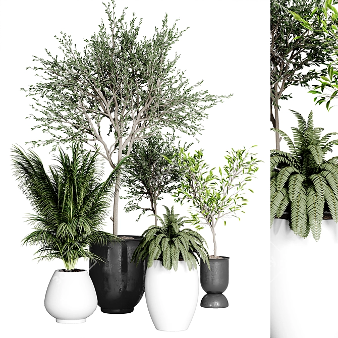 Indoor Plant Collection: 37 Varieties 3D model image 1