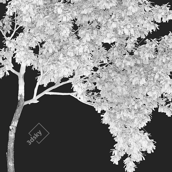 Black Locust Tree: Tall & Sturdy 3D model image 5