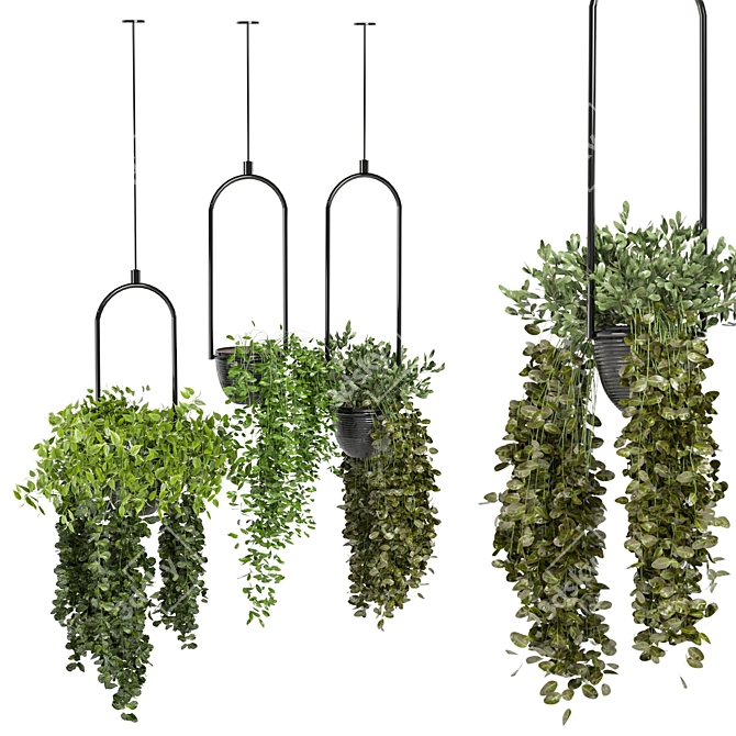 Lush Indoor Hanging Plant Set 3D model image 2