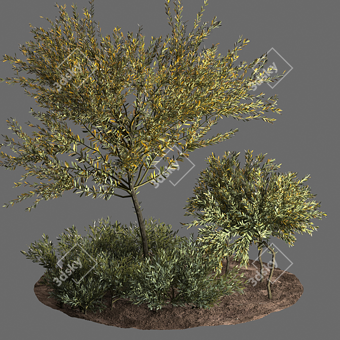 Evergreen Olive Tree: Beautiful and Healthy 3D model image 1