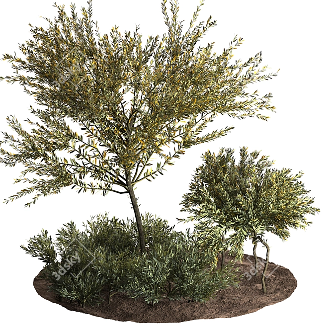 Evergreen Olive Tree: Beautiful and Healthy 3D model image 2