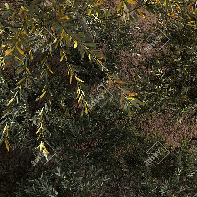 Evergreen Olive Tree: Beautiful and Healthy 3D model image 3