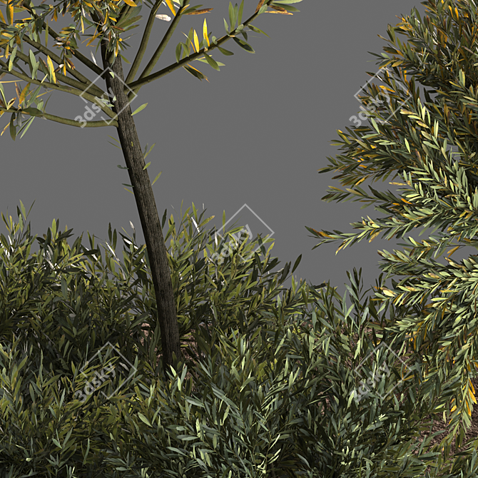 Evergreen Olive Tree: Beautiful and Healthy 3D model image 4