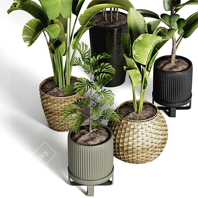 Indoor Plant Collection - 40 Varieties 3D model image 4