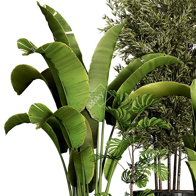 Indoor Plant Collection - 40 Varieties 3D model image 5