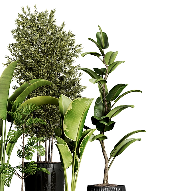 Indoor Plant Collection - 40 Varieties 3D model image 7