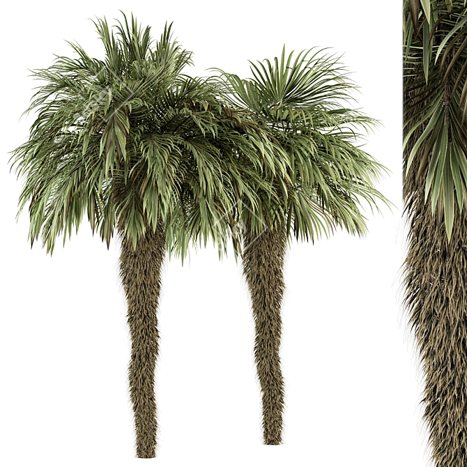 Palm Date Tree Set - Fluffy Bark 3D model image 1