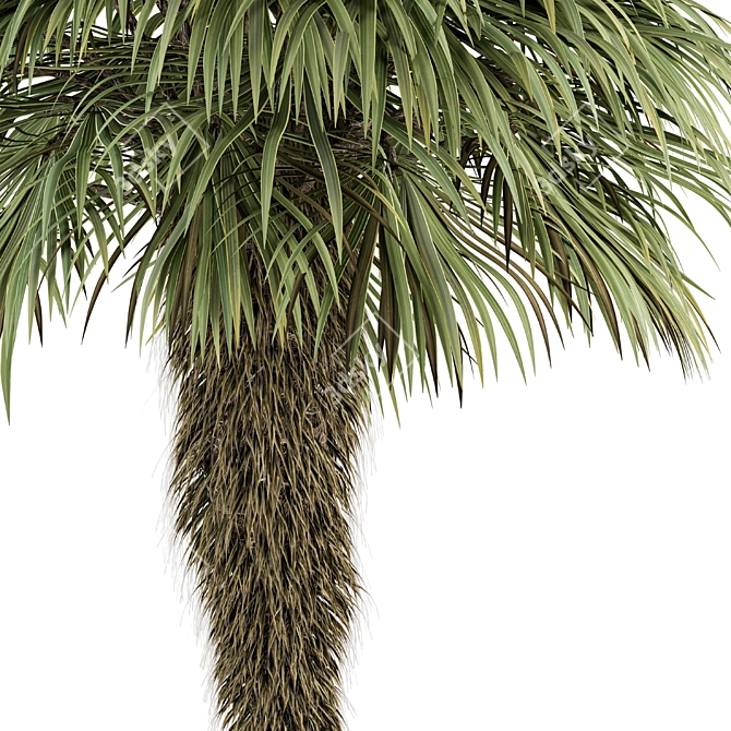 Palm Date Tree Set - Fluffy Bark 3D model image 3