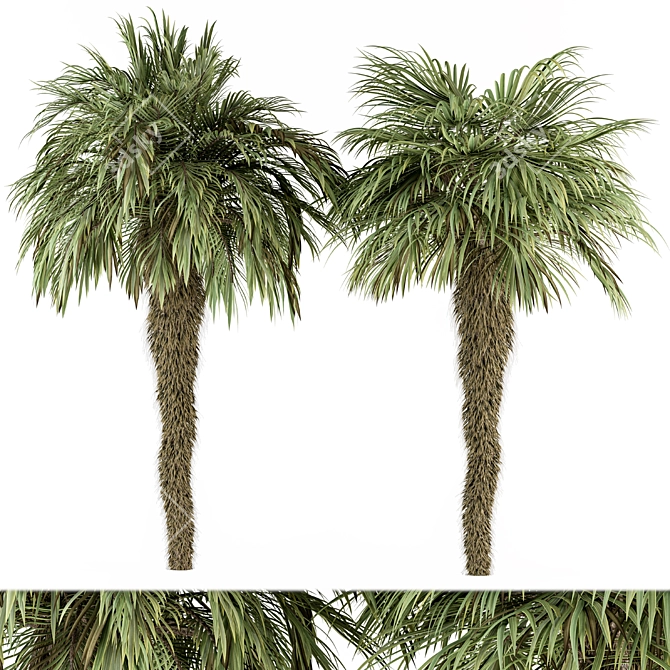Palm Date Tree Set - Fluffy Bark 3D model image 4