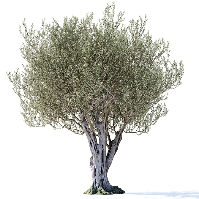 Olive Tree 7 - Stunning 12m Tall Decor 3D model image 2