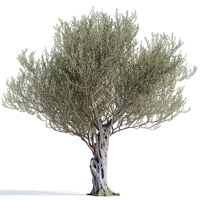 Olive Tree 7 - Stunning 12m Tall Decor 3D model image 3
