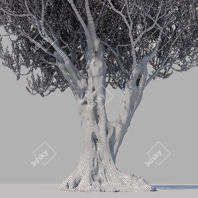 Olive Tree 7 - Stunning 12m Tall Decor 3D model image 5