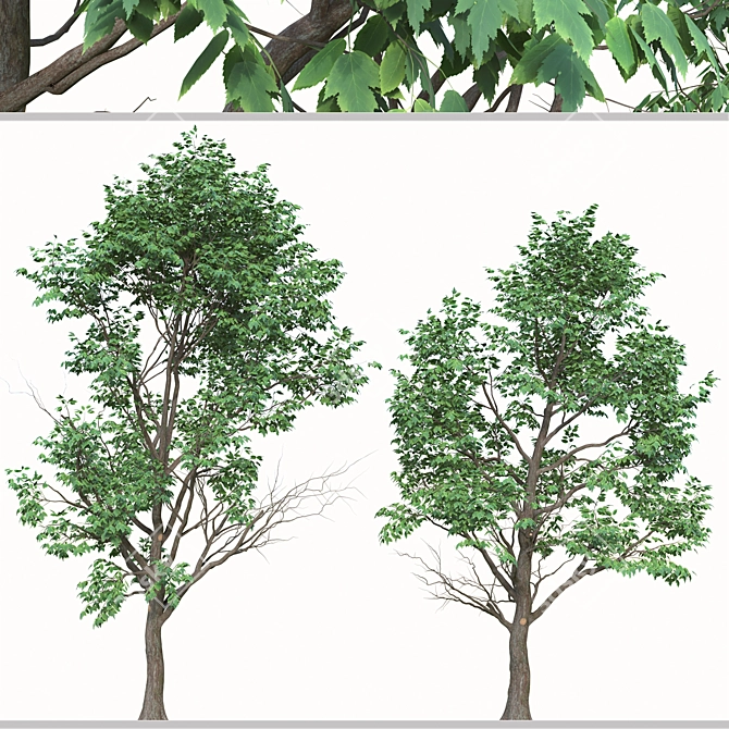 Lush Box Elder Trees Duo 3D model image 2