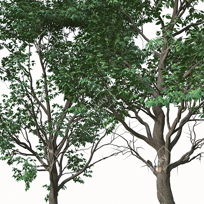 Lush Box Elder Trees Duo 3D model image 4