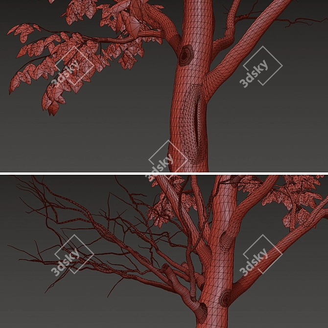 Lush Box Elder Trees Duo 3D model image 5