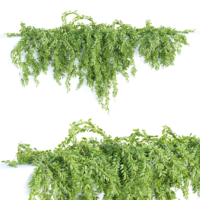 Botanical Bliss: Hanging Wall Plants 3D model image 3