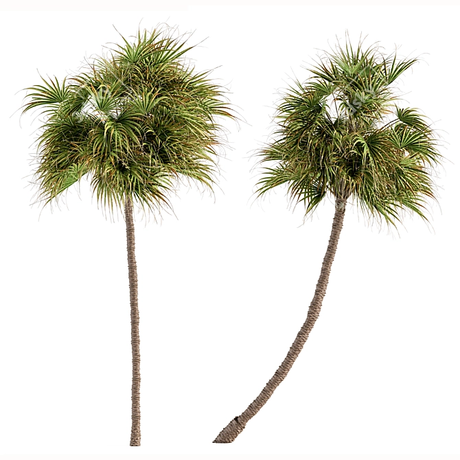 Exquisite 3-Tree Date Palm Set 3D model image 2