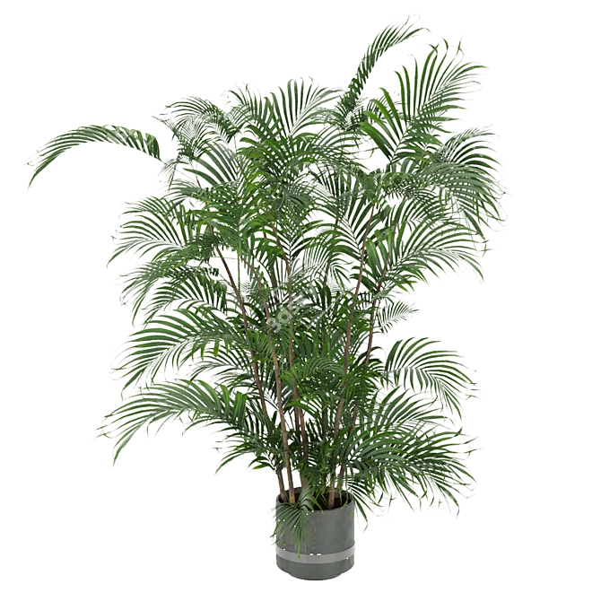 Indoor Palm Leaf - Collection Plant Vol 307 3D model image 5