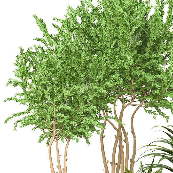 Indoor Plant Vol 35: Realistic 3D Model 3D model image 2