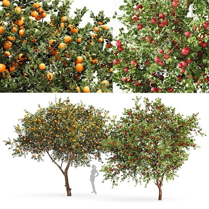 Fruit Tree Assets: Orange & Apple 3D model image 1