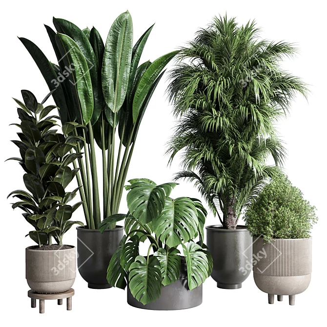 Indoor Plant Collection: Ficus, Monstera, Palm 3D model image 1