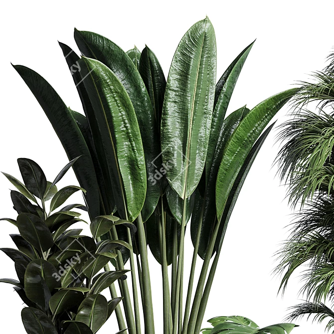 Indoor Plant Collection: Ficus, Monstera, Palm 3D model image 3
