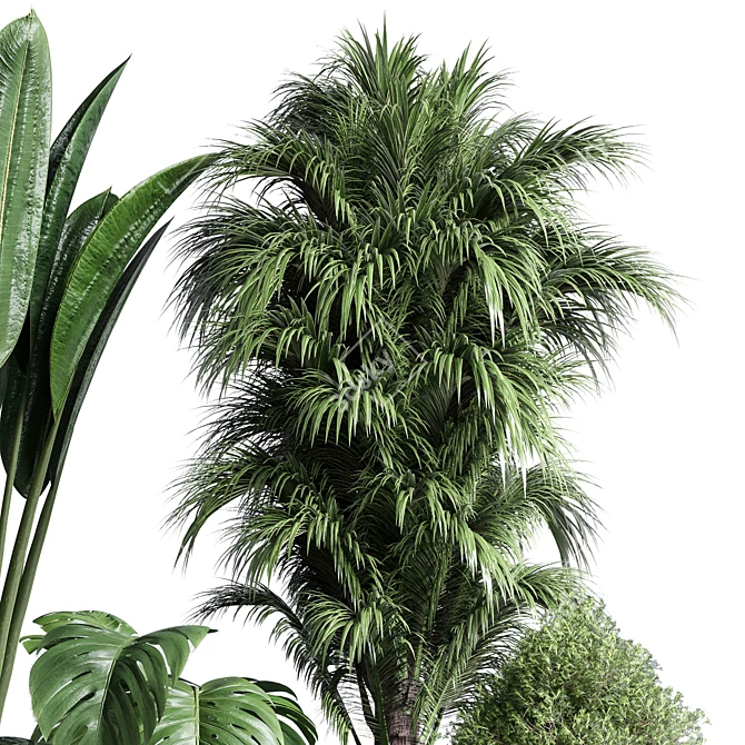Indoor Plant Collection: Ficus, Monstera, Palm 3D model image 4