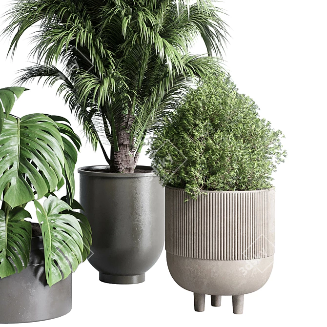 Indoor Plant Collection: Ficus, Monstera, Palm 3D model image 5